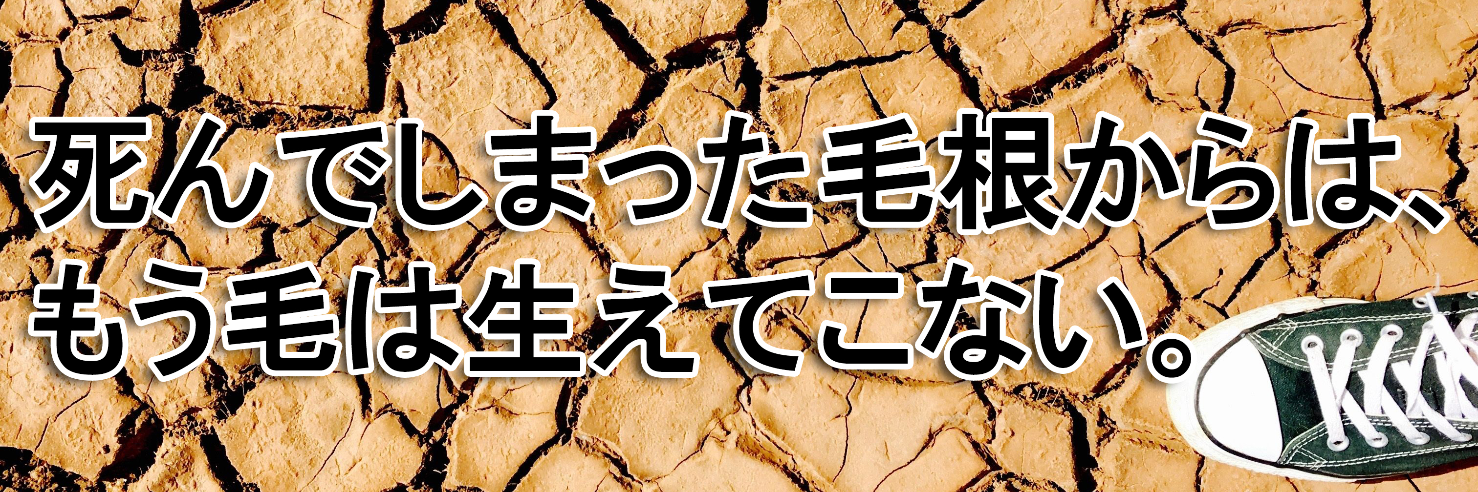死んでしまった頭皮からはもう毛は生えてこない